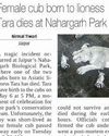 2nd lion cub also dies at N'garh Biological Park11