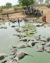 73 buffaloes electrocuted in Jalwara32