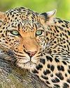 Sariska leopard trapped in tree, dies tragically5