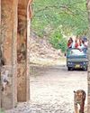 Tiger attacks stir safety fears on temple routes at R'bore17