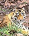 Tigers push beyond Sariska, moving to settle in Jaipur forests10