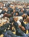800 goats exported to UAE from Jaipur Airport for Dubai Sheikhs’ special events10
