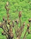 Sariska sees surge in long-billed vultures