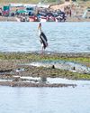 Birdwatcher's Paradise