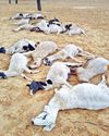 Heavy rains in parts of Rajasthan