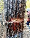 If we destroy nature, how will humans breathe? If we destroy nature, how will humans breathe?
