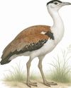 Great Indian Bustard:36