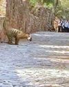Temple road closed over tiger sighting, devotees fume8