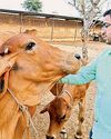 Scholar devoted to indigenous cow conservation24