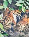 Three cubs of T-84 to be relocated across State for regional balance15