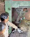 Tiger behind attack on temple's guard shifted to Karauli16