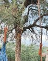 Felling of state tree 'khejri' rampant on solar plant sites5