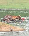 Tigress Arrowhead hunts crocodile in R'bore5