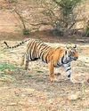 CONSERVATION EFFORTS Tigress RBT 2508 translocated to Ramgarh15