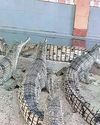 Palighat records hatchlings of 520 gharials from 19 nests15