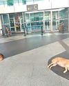 Tails at Terminal: Stray dogs spark safety concerns at IGI28