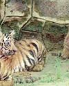 Tigress Rani, her 5 cubs shifted to Karal in Nahargarh9