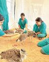 Sent to Ajmer for safety, 9 GIB chicks back in Jaisalmer15