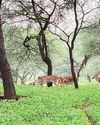Prey zone for Jhalana leopards7