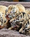 Nahargarh hopes for tiger cubs by Diwali First India Jaipur