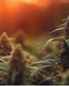 Edible Cannabis Ban in South Africa: Something to Chew On?7