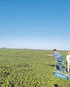 Water crisis threatens as invasive plants overrun Vaalkop Dam9
