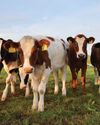 New 10-year plan to combat foot-and-mouth disease4