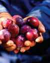 The Sona love letter to SA's agric sector8