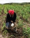 Land as Mother: The sacred politics of food9