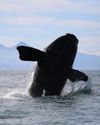 Whale strike risk rises as shipping surges off SA coast Whale strike risk rises as shipping surges off SA coast7