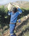 Key policy areas the South African government must prioritise to boost agriculture this year16