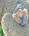 Endangered Madagascan lemur bred in the Cotswolds