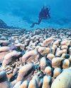 World's largest known coral found near Solomon Islands