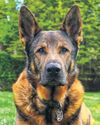 Old police dog remembers his old tricks to save missing man's life