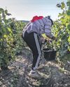 Champagne's dirty secret: pickers underpaid, underfed and sleeping on the streets