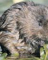 Water voles bounce back in some areas but dispersal down across Britain