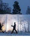 Pain for gain Aspen trees left to suffer so species can thrive