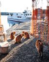 Crisis on cat island On Aoshima, is time finally running out for human and feline inhabitants?