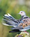 Conservation efforts starting to pay off for migrating turtle doves