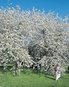 Almond and fig trees are thriving as country sees fewer frosts