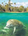 Manatees not native to Florida, say scientists, but came for the warmth