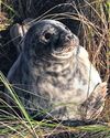 Seal Births Fall on Norfolk Coast as Herds May Be Moving South