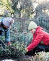 Taking root Volunteers help plant new forest in Somerset