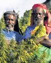 Out of the ashes The Rastafarians digging in to grow Caribbean's legal cannabis market