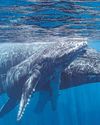 Fatherhood is a rarity for humpback whales in South Pacific, study finds