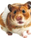 Hamster and a fake leg among items left on Northern trains