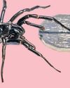 Largest recorded funnel-web spider named a 'Hemsworth'