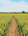 Weed resistant to widely used herbicide is found in UK for the first time