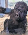 Baby Gorilla Found in Airline Cargo Hold Recovering in Istanbul Zoo