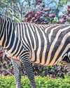 Zebra dies after being gored by female rhino at Colchester zoo